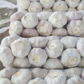 Jin Xiang New Crop Garlic Price Hot Sales